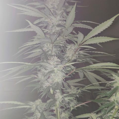 Ak47 growlog timeline photo
