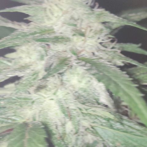 Ak47 growlog timeline photo