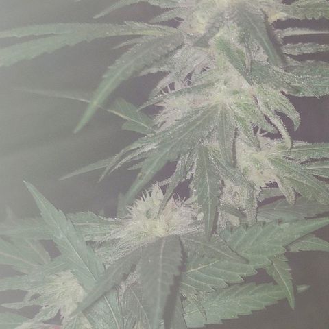 Ak47 growlog timeline photo