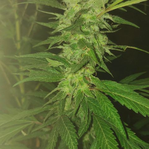 Ak47 growlog timeline photo