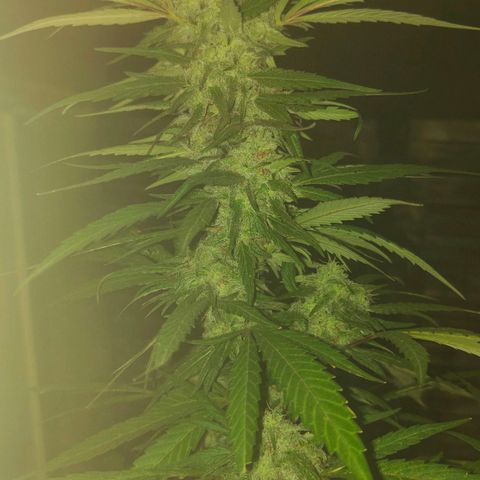 Ak47 growlog timeline photo