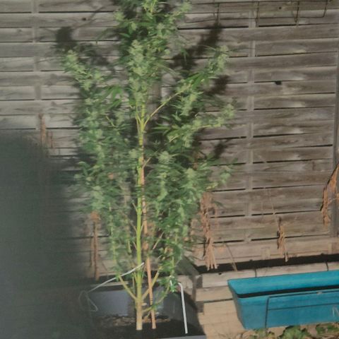 Ak47 growlog timeline photo