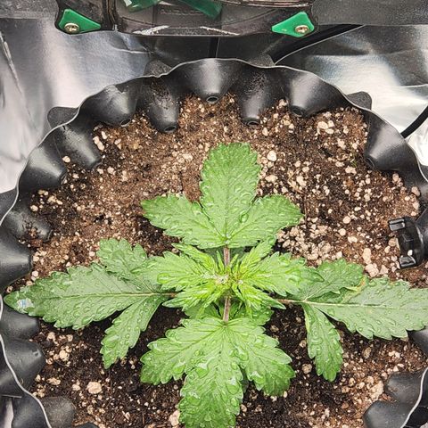 Leticia Banner  growlog timeline photo