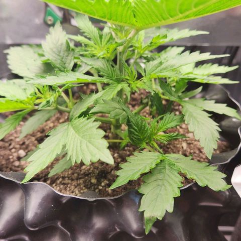 Leticia Banner  growlog timeline photo