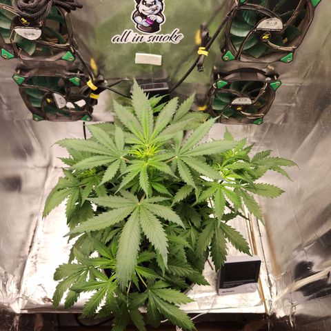 Leticia Banner  growlog timeline photo