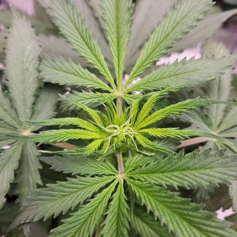 Leticia Banner  growlog timeline photo