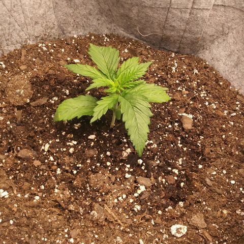 Purple Thai growlog timeline photo