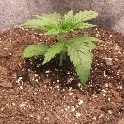 Purple Thai growlog timeline photo