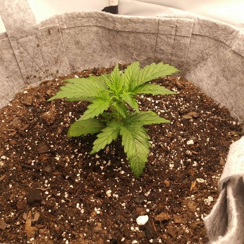 Purple Thai growlog timeline photo