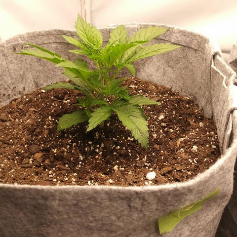 Purple Thai growlog timeline photo