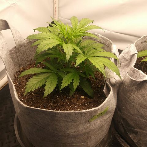 Purple Thai growlog timeline photo