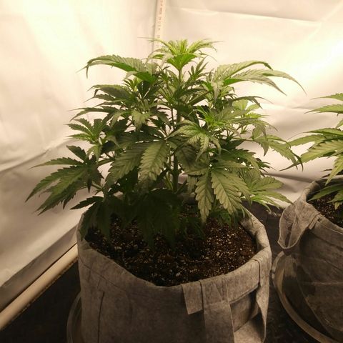 Purple Thai growlog timeline photo
