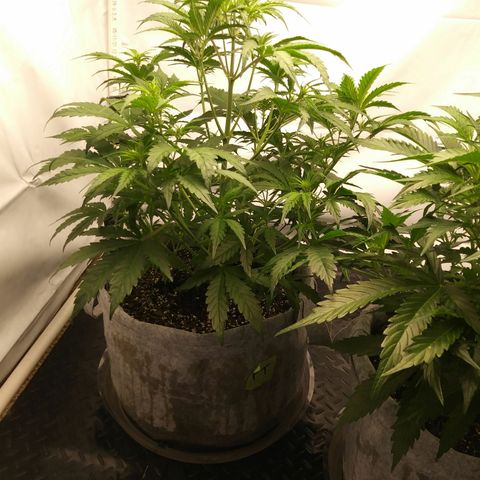 Purple Thai growlog timeline photo