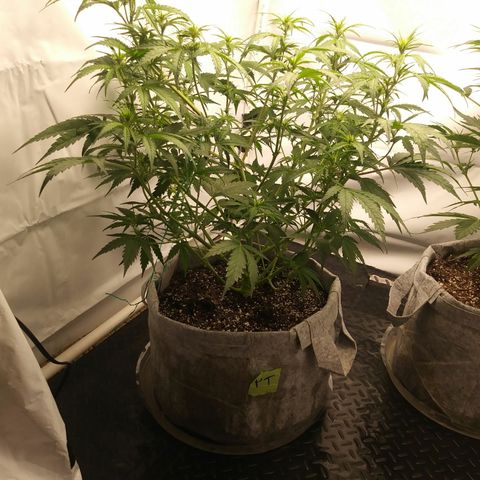 Purple Thai growlog timeline photo