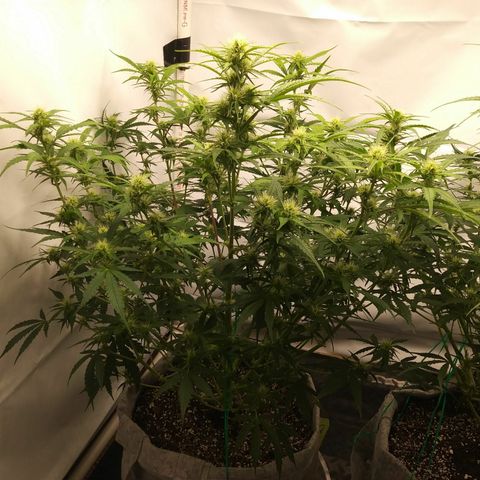 Purple Thai growlog timeline photo