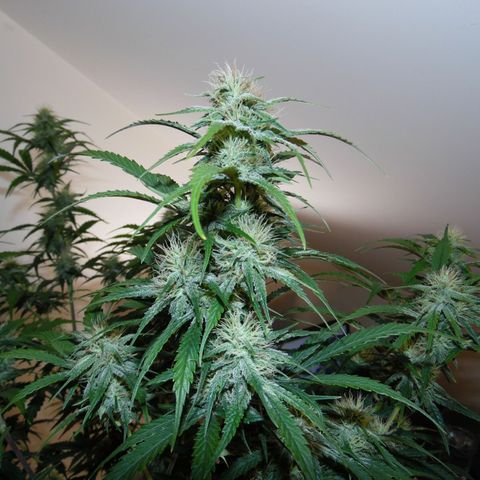 Purple Thai growlog timeline photo