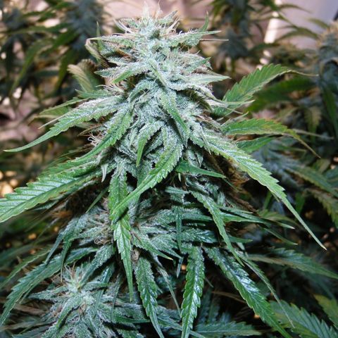 Purple Thai growlog timeline photo