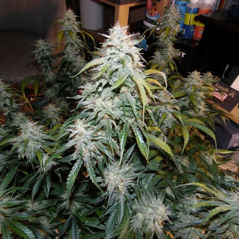 Purple Thai growlog timeline photo