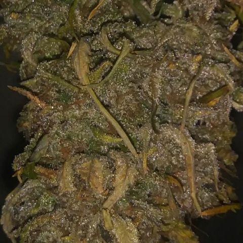 Purple Thai growlog timeline photo
