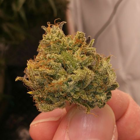 Purple Thai growlog timeline photo