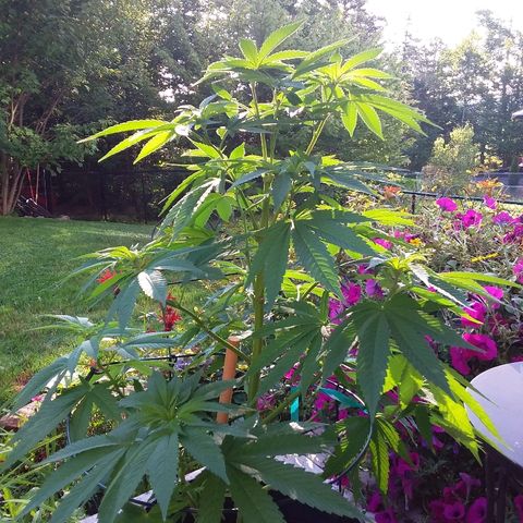 Unknown strain growlog photo: Mourning Sun