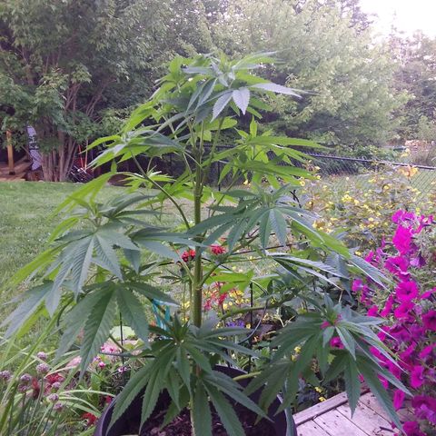 Unknown strain growlog timeline photo