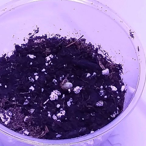 Unknown strain growlog timeline photo