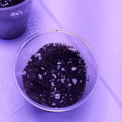 Unknown strain growlog timeline photo