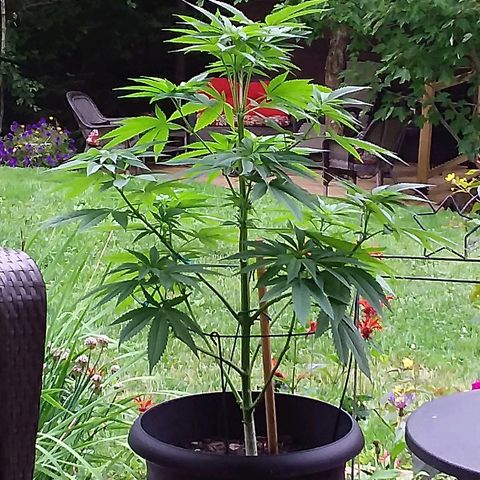 Unknown strain growlog timeline photo