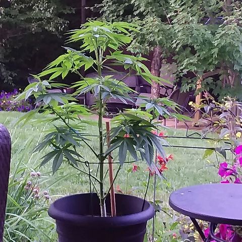 Unknown strain growlog timeline photo