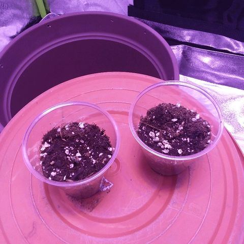Unknown strain growlog timeline photo