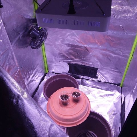 Unknown strain growlog timeline photo