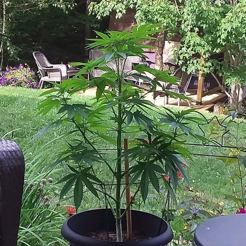 Unknown strain growlog timeline photo