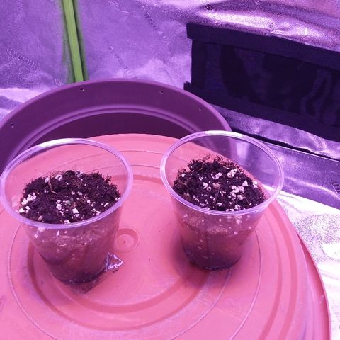 Unknown strain growlog timeline photo