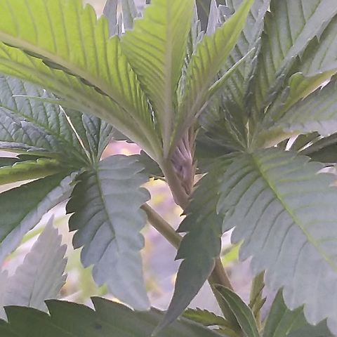 Unknown strain growlog timeline photo