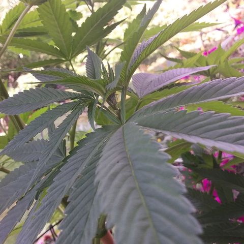 Unknown strain growlog timeline photo