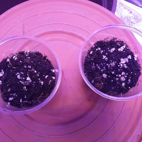 Unknown strain growlog timeline photo