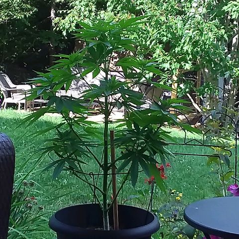 Unknown strain growlog timeline photo