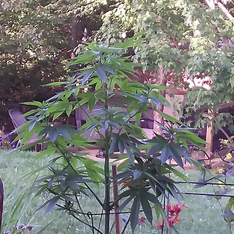 Unknown strain growlog timeline photo
