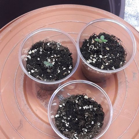 Unknown strain growlog photo: Mj seed 1 has broken ground