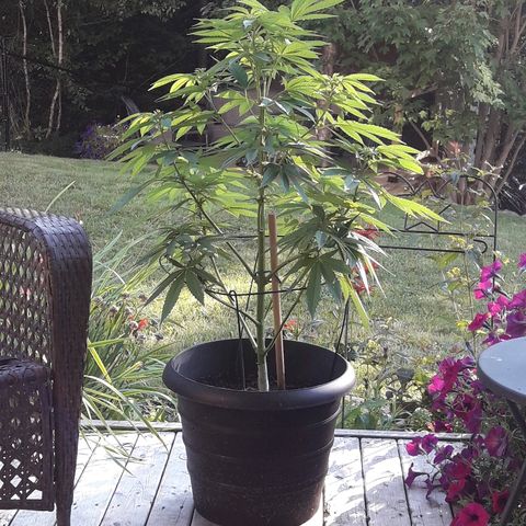 Unknown strain growlog timeline photo