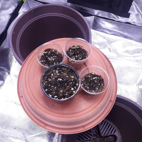 Unknown strain growlog photo: 4th seed planted 