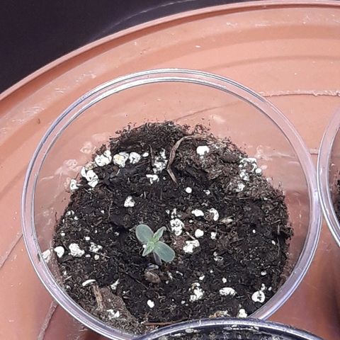 Unknown strain growlog photo: 4th seed planted 