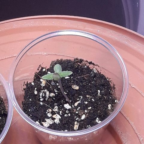 Unknown strain growlog photo: 4th seed planted 