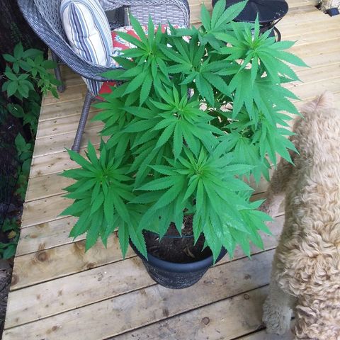 Unknown strain growlog timeline photo