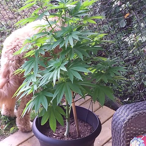 Unknown strain growlog timeline photo