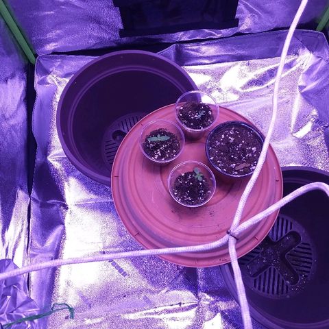 Unknown strain growlog timeline photo