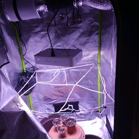 Unknown strain growlog timeline photo