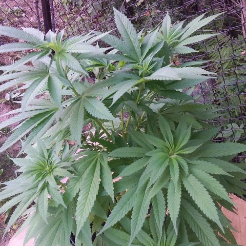 Unknown strain growlog timeline photo