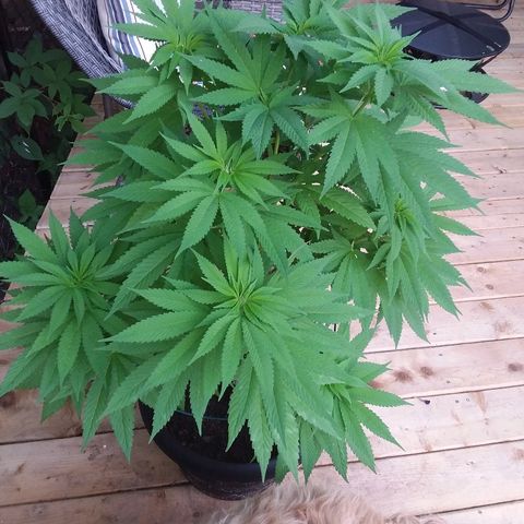 Unknown strain growlog timeline photo